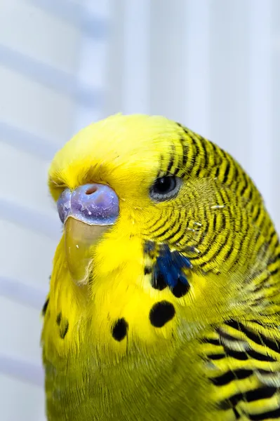 Canary bird Stockbild