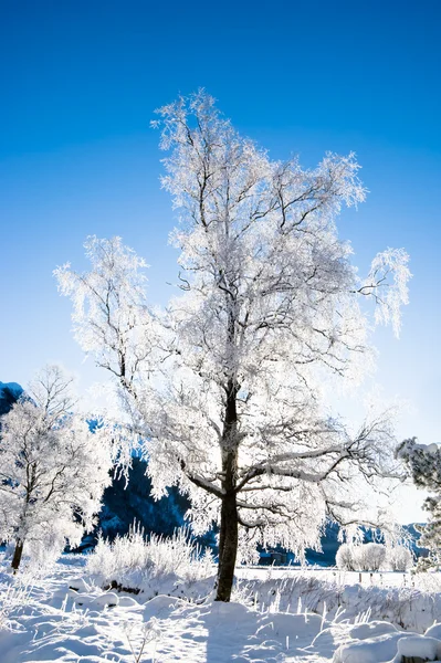 Cena de inverno da Noruega Fotos De Bancos De Imagens Sem Royalties