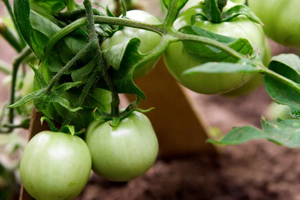 stock image Green Tomatoes