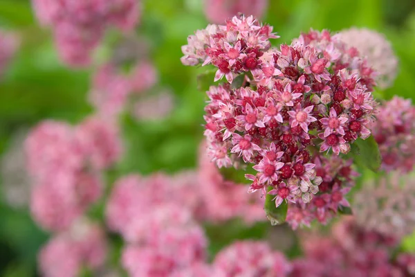 stock image Phlox