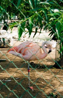 pembe flamingo