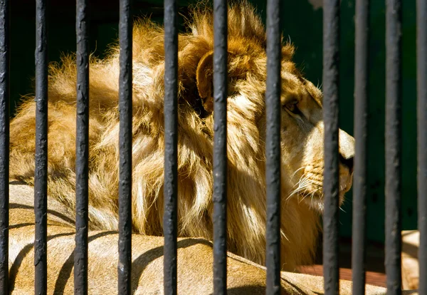 Λιοντάρι στο κλουβί — Φωτογραφία Αρχείου