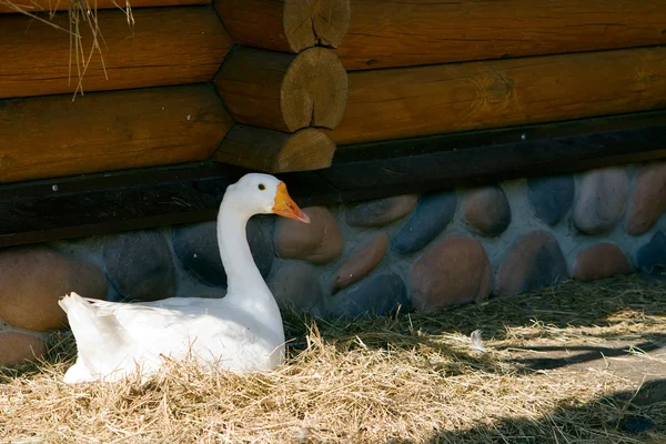 Domestic Goose - 2 — Stock Photo, Image