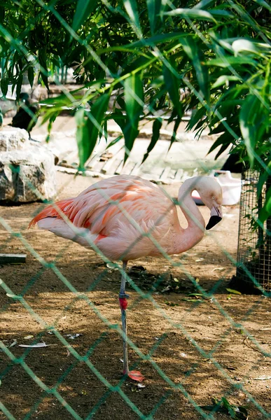 Rosa Flamingo – stockfoto