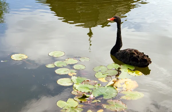 El cisne negro — Foto de Stock