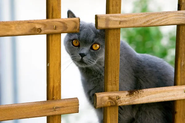 Gato olhando fixamente — Fotografia de Stock