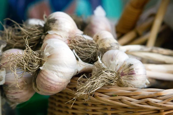 stock image Garlic