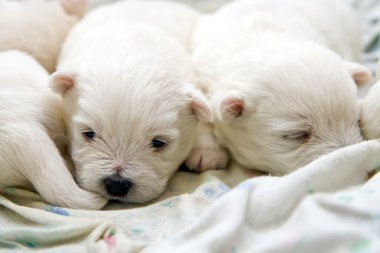 Terrier yavruları