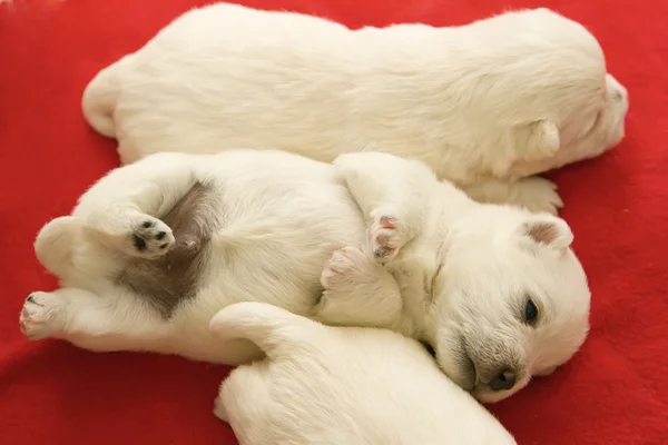 面白いウエストハイランド ホワイト テリア子犬 — ストック写真