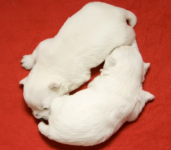 Cachorros durmientes — Foto de Stock