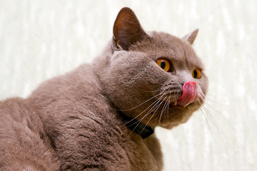 Cat Licking Itself — Stock Photo © Anita_Bonita #2072039