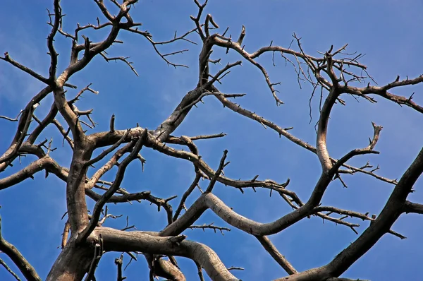 위로 말린된 나무의 가지 스톡 이미지