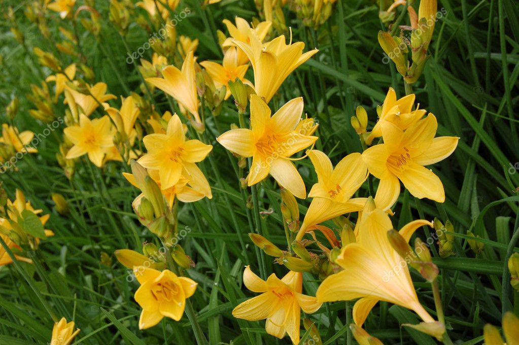 Yellow lilies in a green grass — Stock Photo © forestermax 1744430