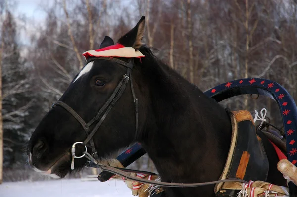 Häst i en kropp trasa — Stockfoto