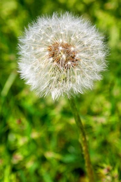 Stock image Dandelion