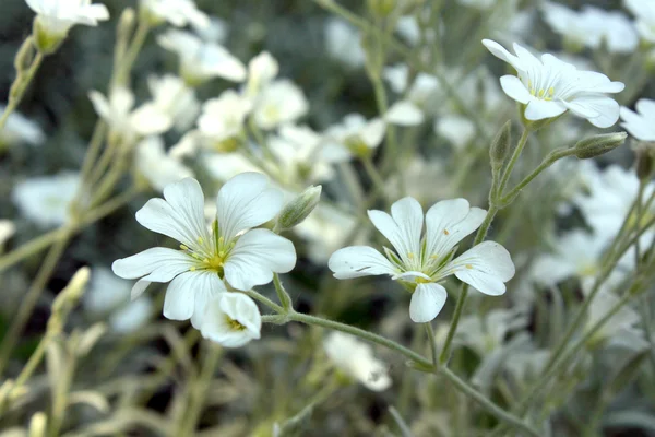 Λευκό κίτρινο λουλούδια — Φωτογραφία Αρχείου