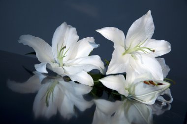 White bloom lily clipart