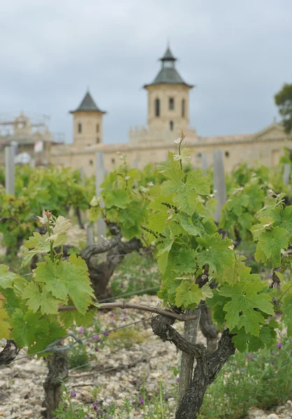 stock image Wine yard