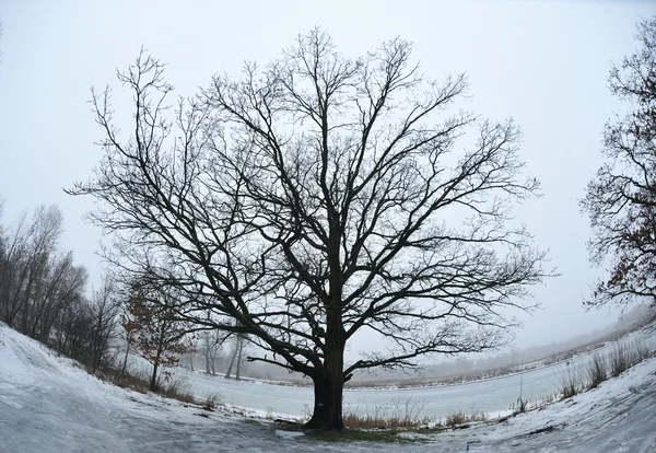 Χειμερινό δέντρο — Φωτογραφία Αρχείου
