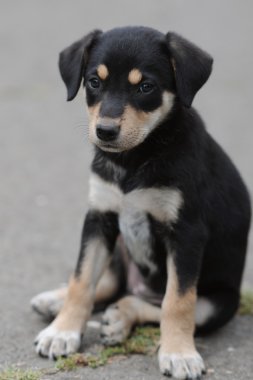 Alman çoban köpeği