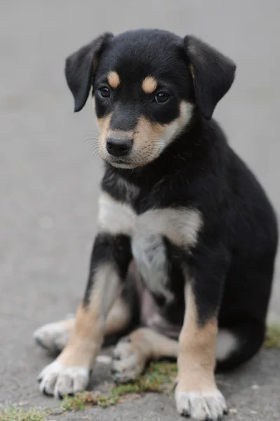 stock image German shepherd