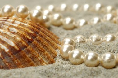 Shell with pearls clipart