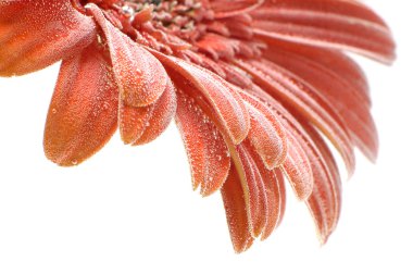 Orange gerber daisy clipart