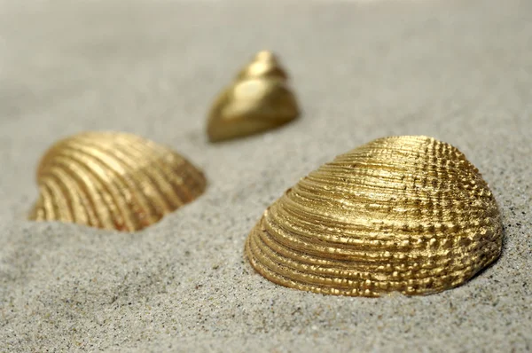 Golden Shells — Stock Photo, Image