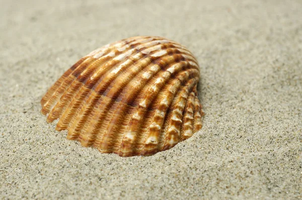 Shell op zand — Stockfoto