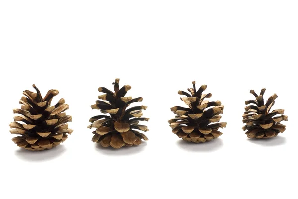 Quatro cones de pinheiro — Fotografia de Stock