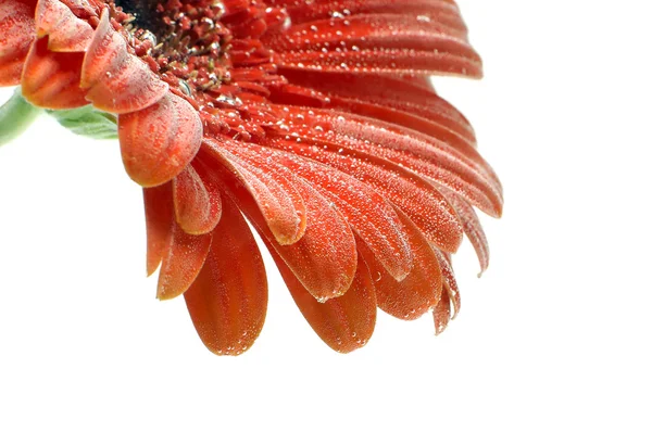 Orange gerber daisy — Stock Photo, Image