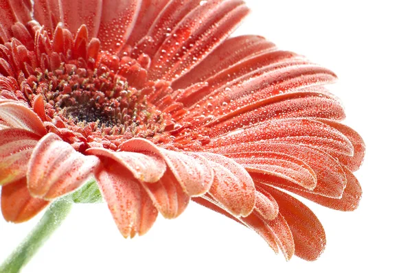 Orange gerber daisy — Stock Photo, Image