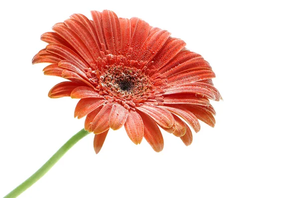 stock image Orange gerber daisy