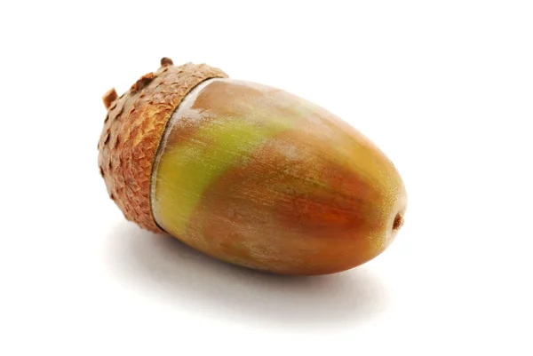 Single acorn on white background — Stock Photo, Image
