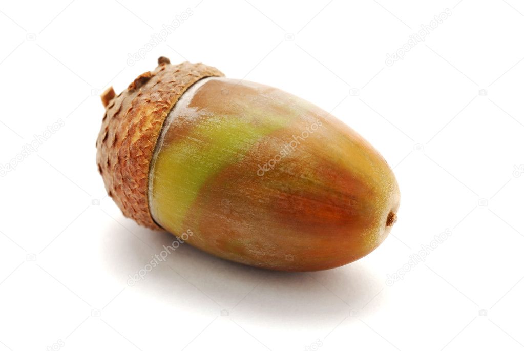 Single acorn on white background