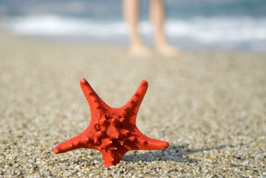 Red starfish on the beach clipart