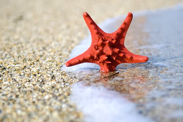 Sahilde kırmızı deniz yıldızı — Stok fotoğraf