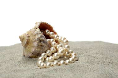 Shallow-water snail with pearls clipart