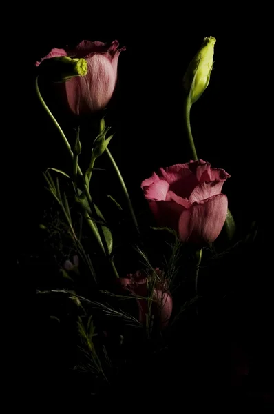 stock image Flowers isolated on Black