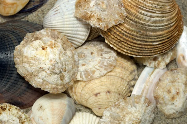 Arreglo de Shell de playa —  Fotos de Stock