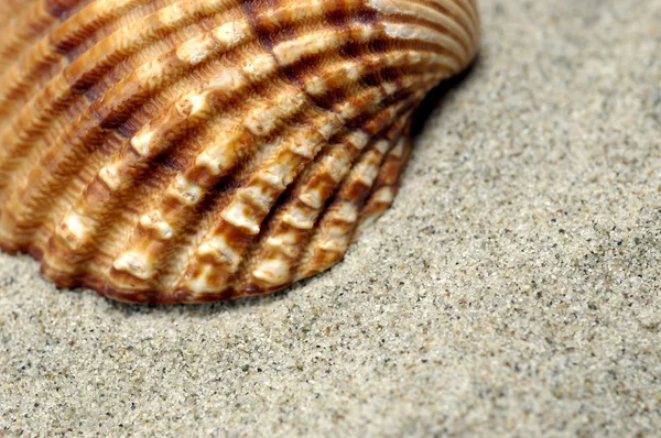 Close-up κέλυφος θάλασσα — Φωτογραφία Αρχείου