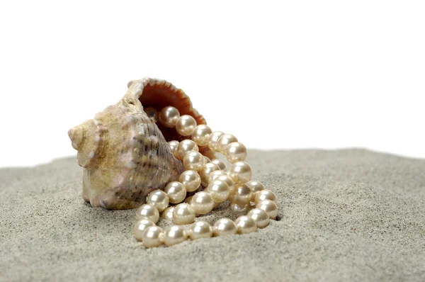 浅水蜗牛的珍珠 — 图库照片