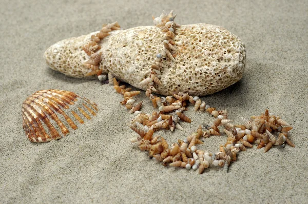 Sea shell met steen en ketting — Stockfoto