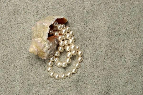 Caracol de aguas poco profundas con perlas —  Fotos de Stock
