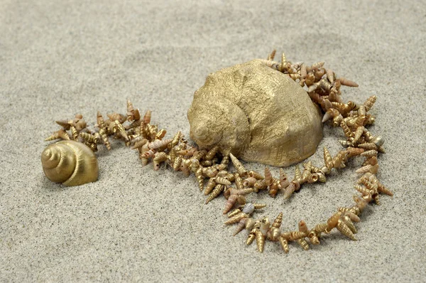 Χρυσή θάλασσα σαλιγκάρι και κέλυφος διάταξη — Φωτογραφία Αρχείου