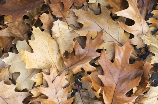 Braune Blätter Hintergrund — Stockfoto