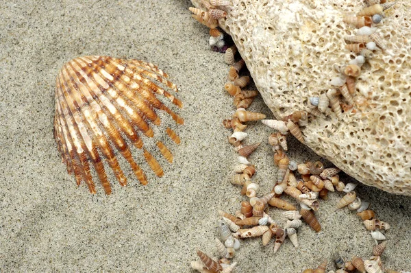 Sea shell met steen en ketting — Stockfoto