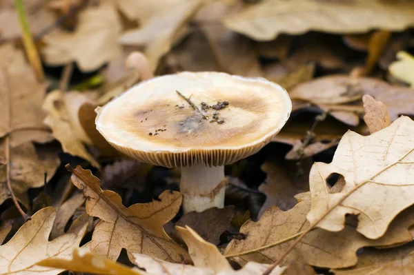 stock image Forest mushroom