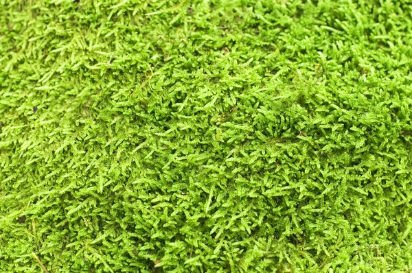 Зелений мох backgound — стокове фото
