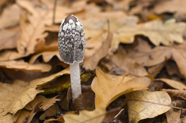 stock image Forest mushroom